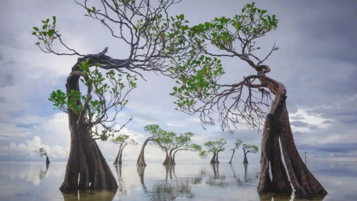 Endonezya’nın Sumba Adası’ndaki Bu Bitkiler Neden 