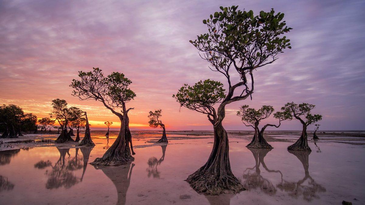 Endonezya’nın Sumba Adası’ndaki Bu Bitkiler Neden 