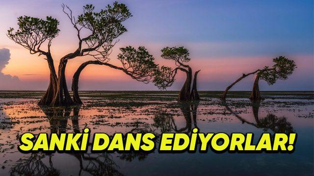 Endonezya’nın Sumba Adası’ndaki Bu Bitkiler Neden "Dans Eden Ağaçlar" Olarak Tanınıyor?