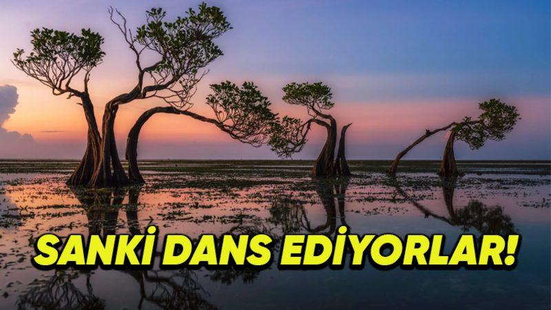Endonezya’nın Sumba Adası’ndaki Bu Bitkiler Neden "Dans Eden Ağaçlar" Olarak Tanınıyor?