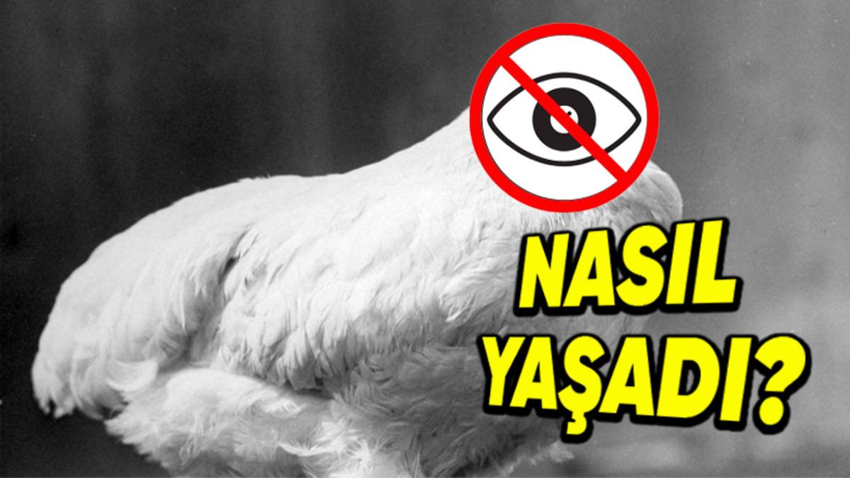 Kafası Olmadığı Hâlde 2 Yıl Yaşamaya Devam Eden Tavuk Mike’ın, Trajik ve Bir O Kadar İlginç Hikâyesi