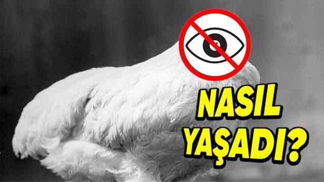 Kafası Olmadığı Hâlde 2 Yıl Yaşamaya Devam Eden Tavuk Mike’ın, Trajik ve Bir O Kadar İlginç Hikâyesi