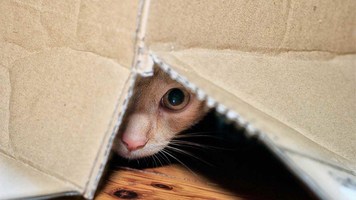 Kediler Neden Evin İçinde Bir Yerlere Saklanır? Size Bir Şey Anlatmak İstiyor!