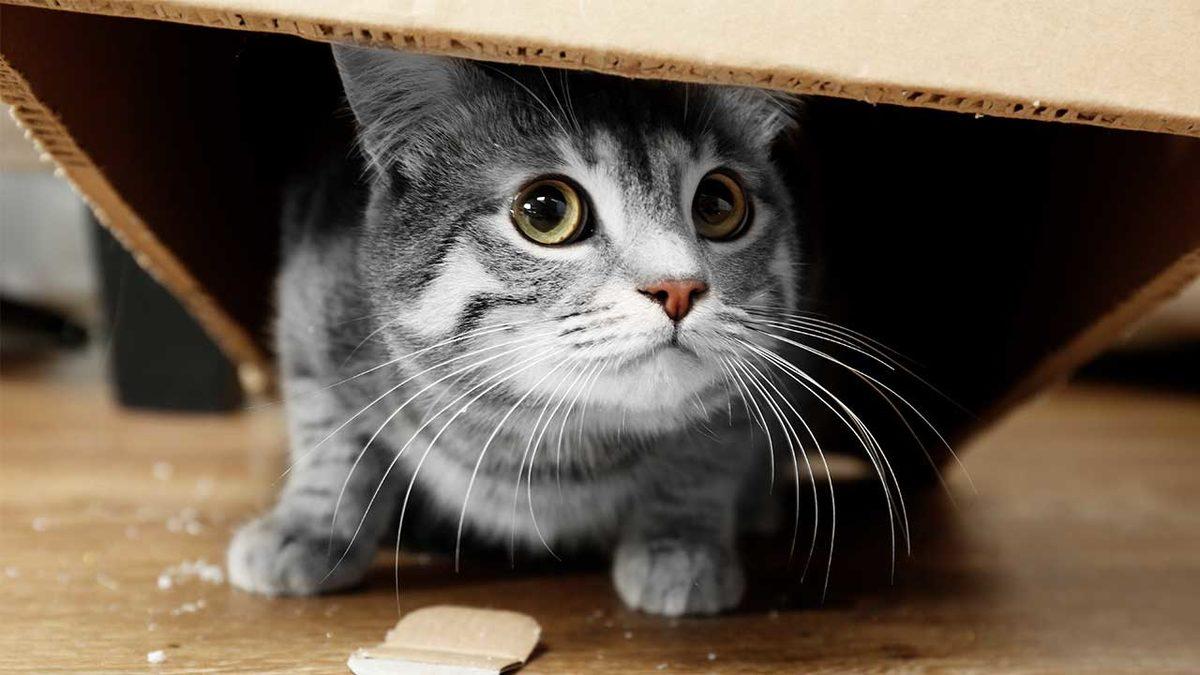 Kediler Neden Evin İçinde Bir Yerlere Saklanır? Size Bir Şey Anlatmak İstiyor!