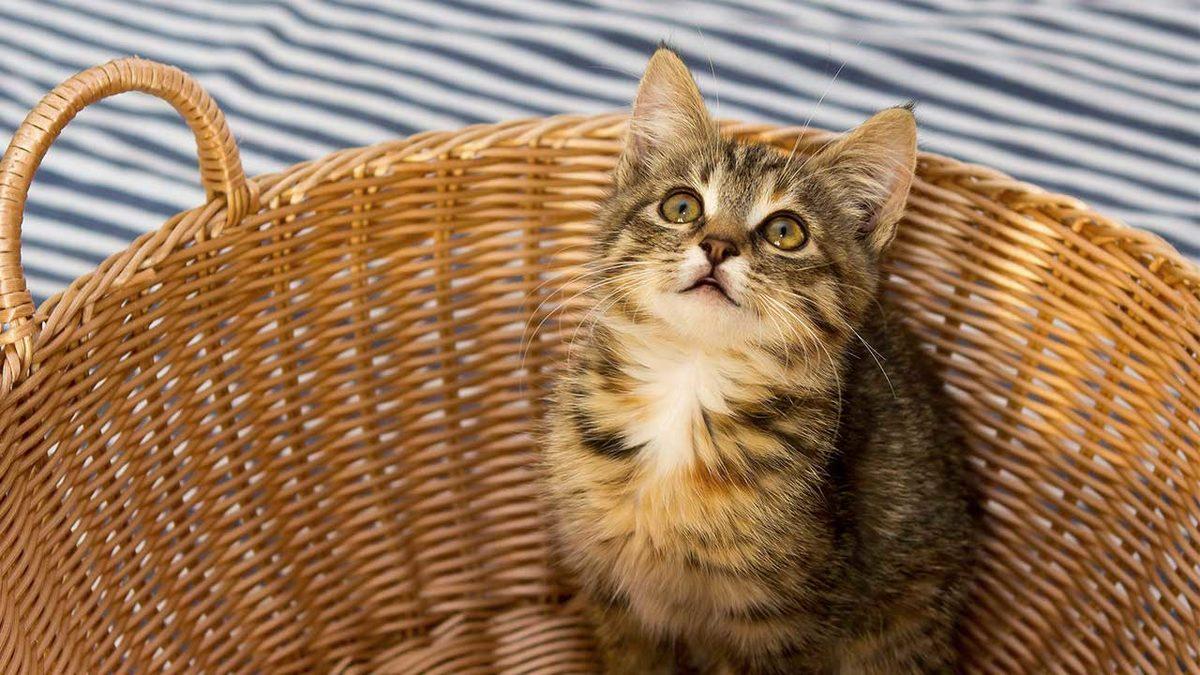 Bilime Göre Kedinizin Mutlu Hissettiğini Gösteren 5 İşaret