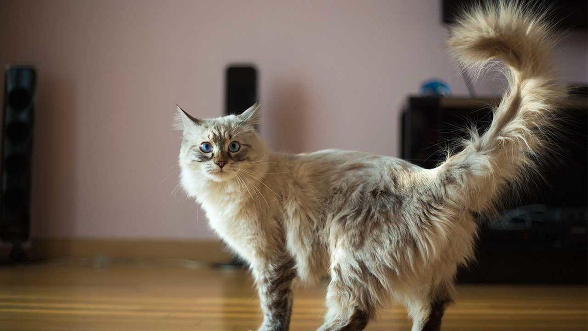 Bilime Göre Kedinizin Mutlu Hissettiğini Gösteren 5 İşaret