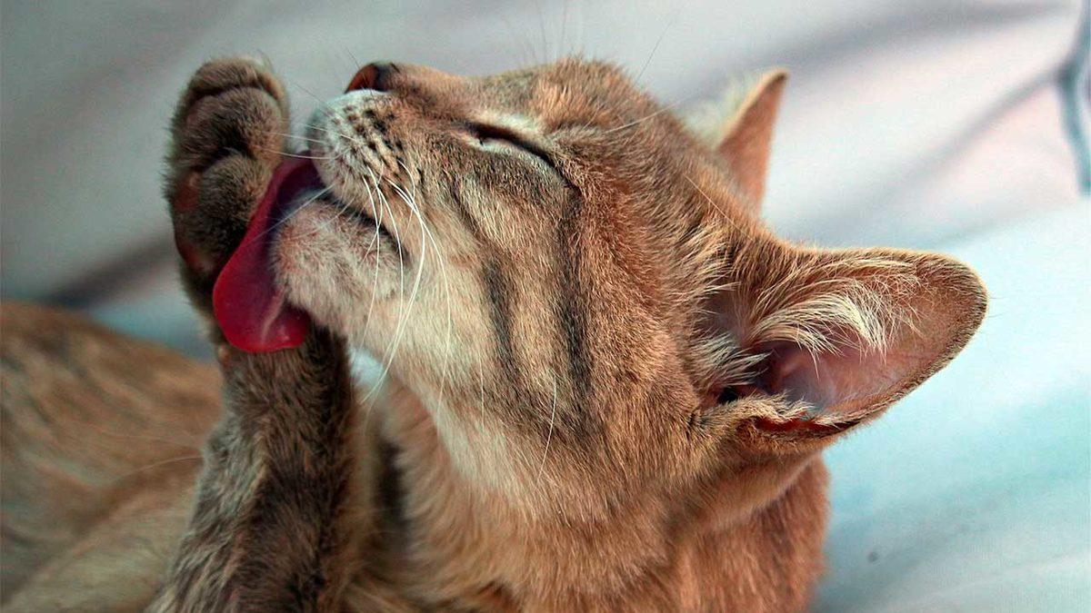 Bilime Göre Kedinizin Mutlu Hissettiğini Gösteren 5 İşaret