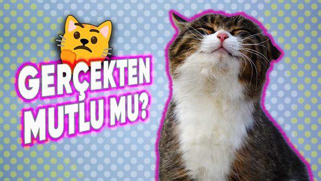 Bilime Göre Kedinizin Mutlu Hissettiğini Gösteren 5 İşaret