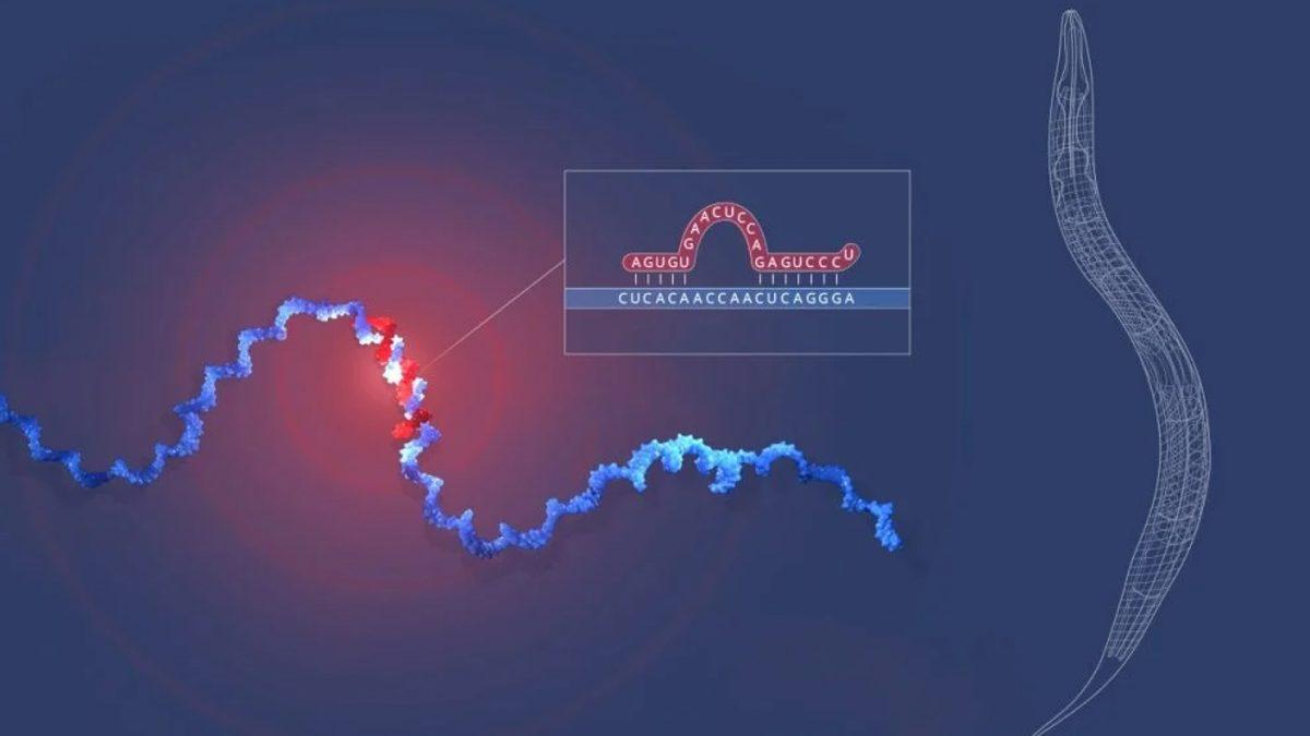 2024 Nobel Tıp Ödülü Sahibini Buldu: Ödülü, MicroRNA’nın Keşfi Kazandı
