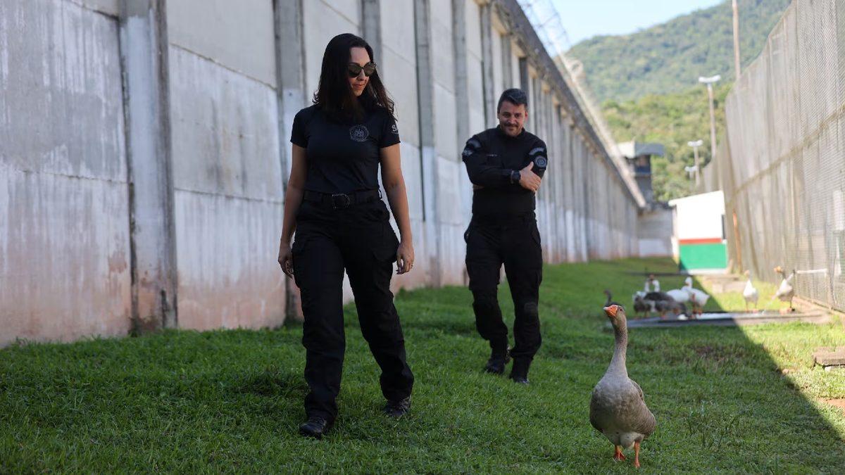 Brezilya’daki Bu Hapishanede Neden Kaz Gardiyan Kullanılıyor? Aklınıza Yatacak Sebepleri Var!