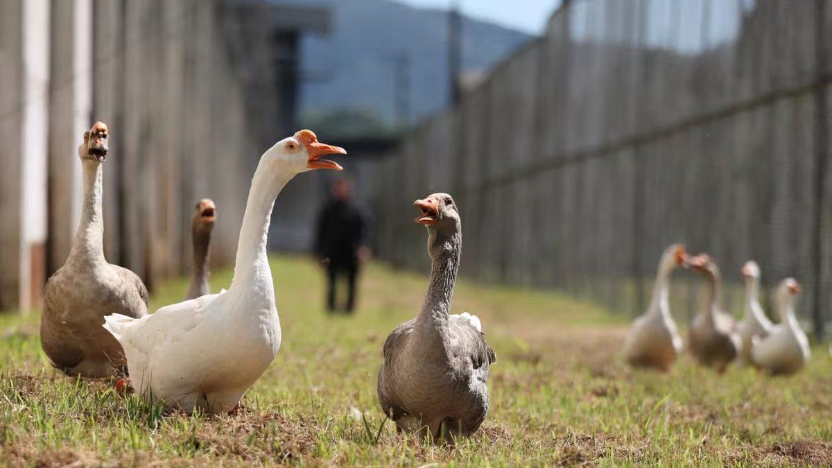 Brezilya’daki Bu Hapishanede Neden Kaz Gardiyan Kullanılıyor? Aklınıza Yatacak Sebepleri Var!