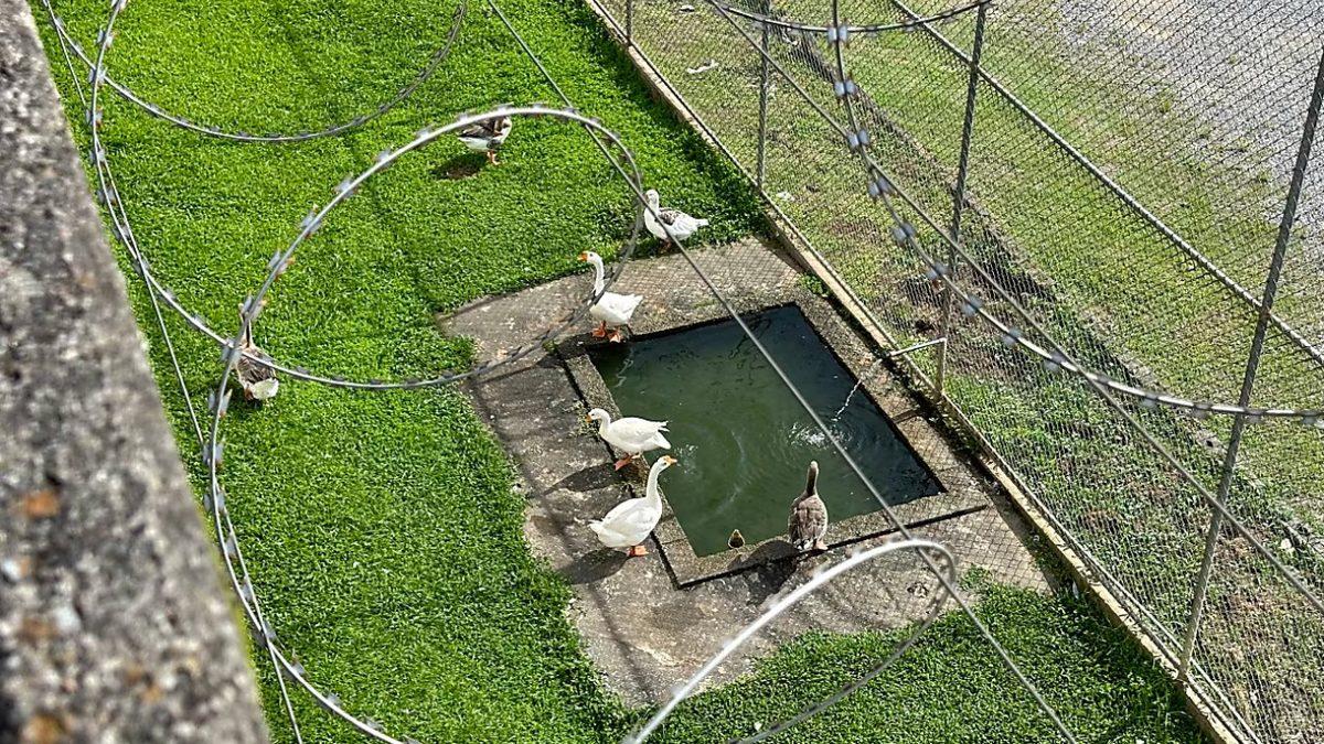 Brezilya’daki Bu Hapishanede Neden Kaz Gardiyan Kullanılıyor? Aklınıza Yatacak Sebepleri Var!