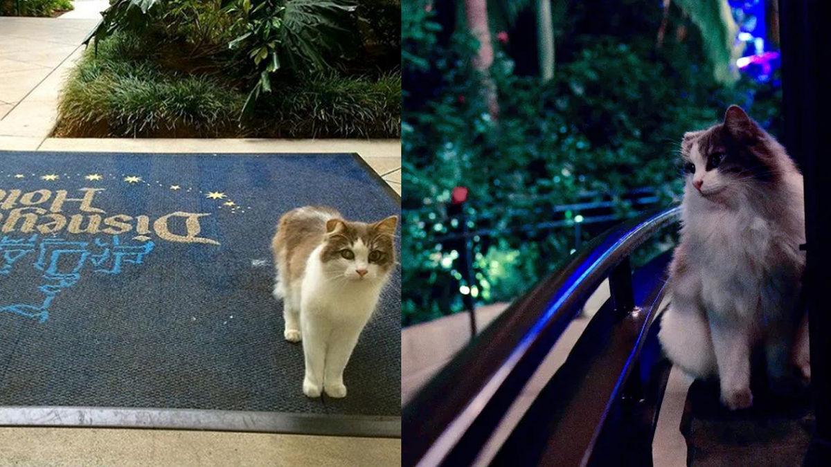 Çocukların Eğlence Alanı Disneyland’ta Nasıl Oluyor da 200 Yabani Kedinin Gezmesine İzin Veriyorlar?