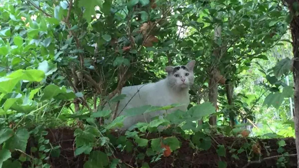 Çocukların Eğlence Alanı Disneyland’ta Nasıl Oluyor da 200 Yabani Kedinin Gezmesine İzin Veriyorlar?