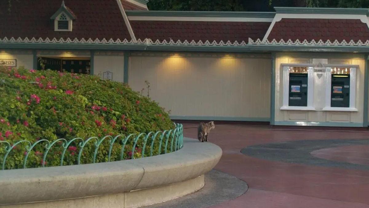 Çocukların Eğlence Alanı Disneyland’ta Nasıl Oluyor da 200 Yabani Kedinin Gezmesine İzin Veriyorlar?