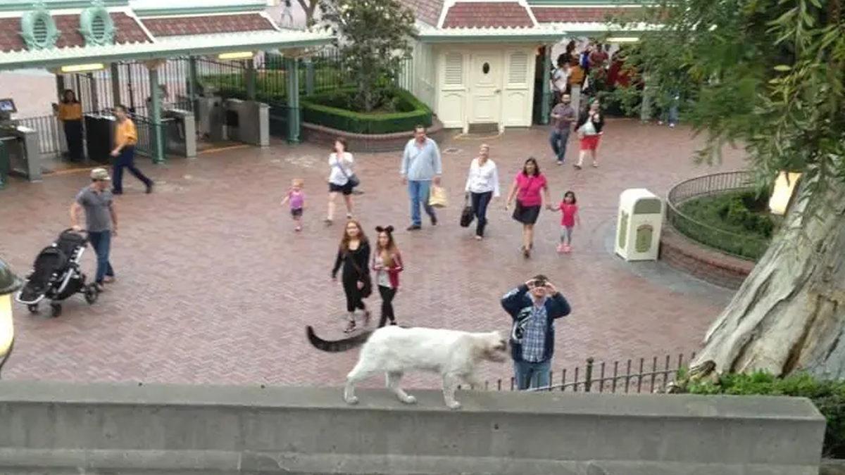 Çocukların Eğlence Alanı Disneyland’ta Nasıl Oluyor da 200 Yabani Kedinin Gezmesine İzin Veriyorlar?