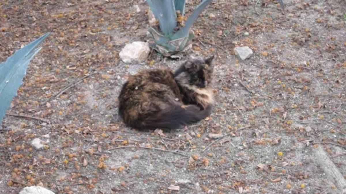 Çocukların Eğlence Alanı Disneyland’ta Nasıl Oluyor da 200 Yabani Kedinin Gezmesine İzin Veriyorlar?