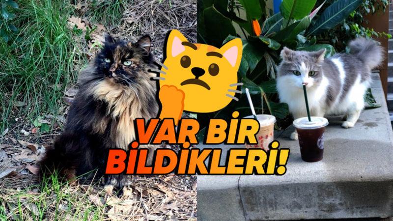 Çocukların Eğlence Alanı Disneyland’ta Nasıl Oluyor da 200 Yabani Kedinin Gezmesine İzin Veriyorlar?