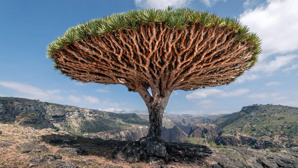Kesildiği Yerden Kırmızı Sıvı Akıtan Ejderha Ağacının Efsanelere Konu Olan Özellikleri