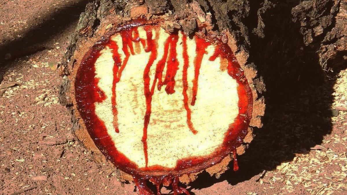 Kesildiği Yerden Kırmızı Sıvı Akıtan Ejderha Ağacının Efsanelere Konu Olan Özellikleri