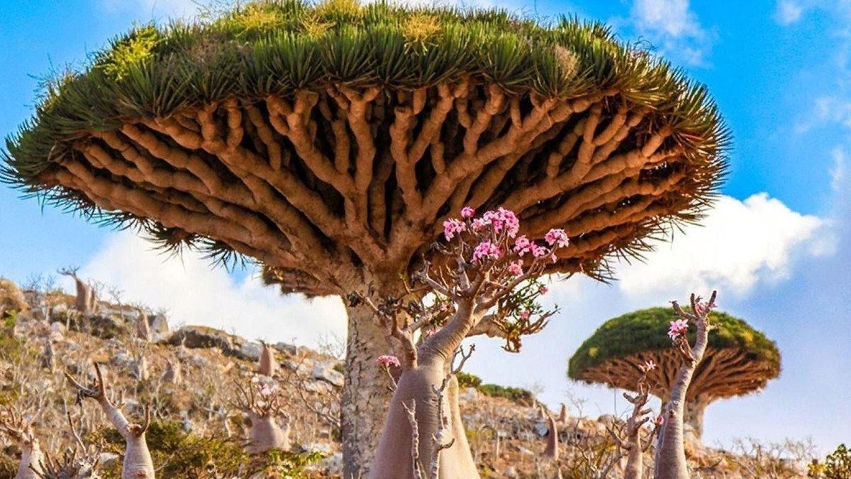 Kesildiği Yerden Kırmızı Sıvı Akıtan Ejderha Ağacının Efsanelere Konu Olan Özellikleri