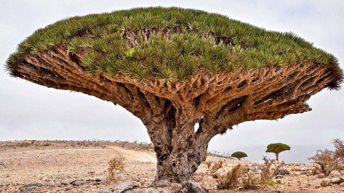 Kesildiği Yerden Kırmızı Sıvı Akıtan Ejderha Ağacının Efsanelere Konu Olan Özellikleri