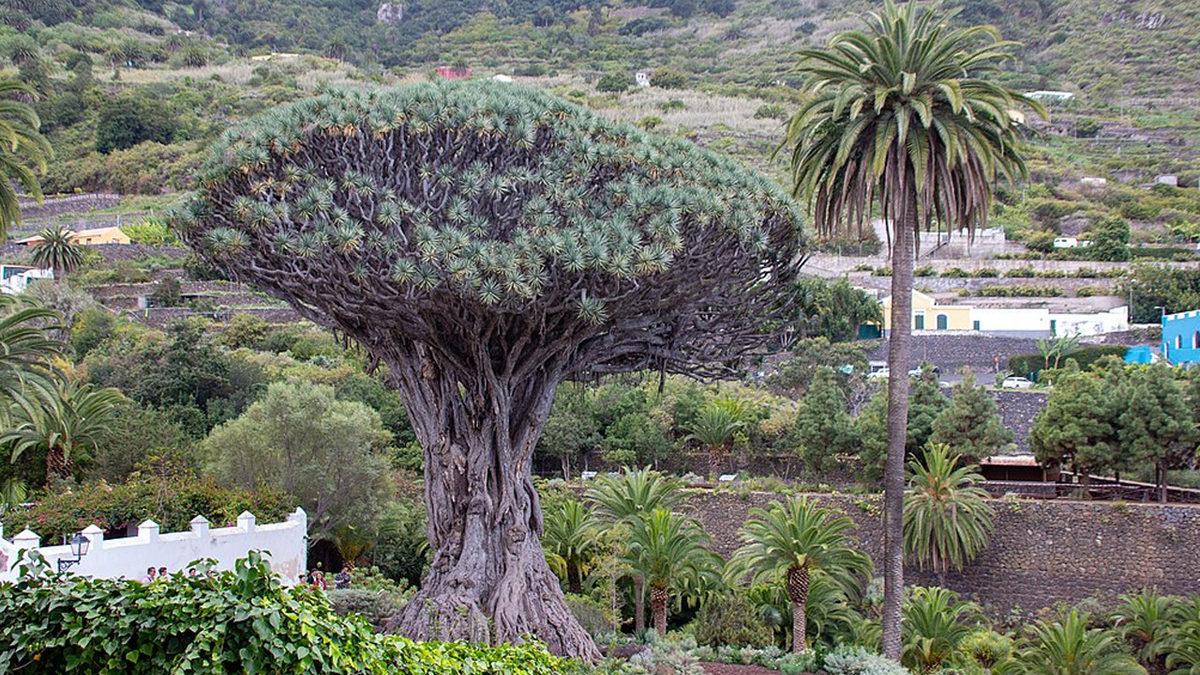 Kesildiği Yerden Kırmızı Sıvı Akıtan Ejderha Ağacının Efsanelere Konu Olan Özellikleri