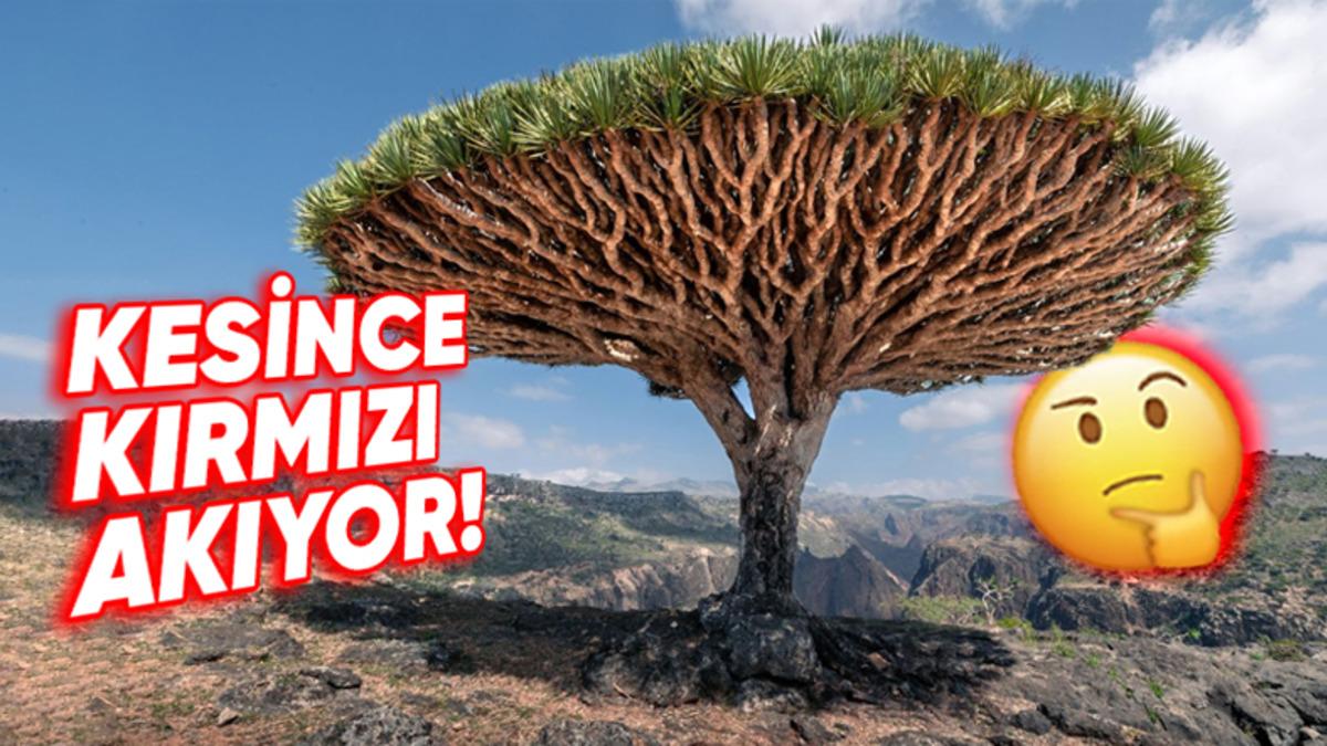 Kesildiği Yerden Kırmızı Sıvı Akıtan Ejderha Ağacının Efsanelere Konu Olan Özellikleri