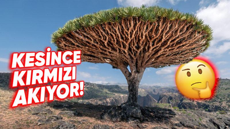 Kesildiği Yerden Kırmızı Sıvı Akıtan Ejderha Ağacının Efsanelere Konu Olan Özellikleri