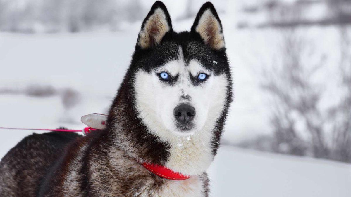 Bilime Göre Köpeklerin Çoğunun Kahverengi Gözlü Olmasının İnsanlarla Bağlantılı Sebebi