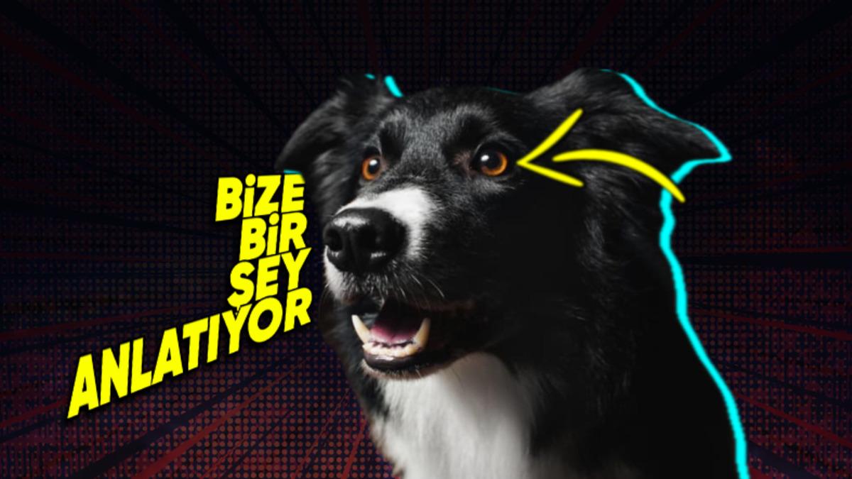 Bilime Göre Köpeklerin Çoğunun Kahverengi Gözlü Olmasının İnsanlarla Bağlantılı Sebebi