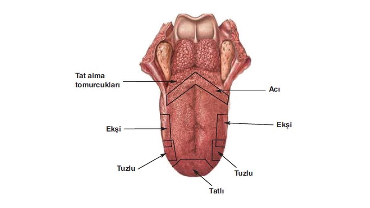 Ezberleri Bozuyoruz: Tarihten Fiziğe Kadar Okulda Yanlış Öğrendiğimiz 8 Bilimsel Gerçek