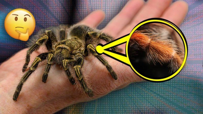 Örümceklerin Neden Memeli Gibi Tüyleri Var? Meğer O Tüyler Neler Yapıyormuş Neler…