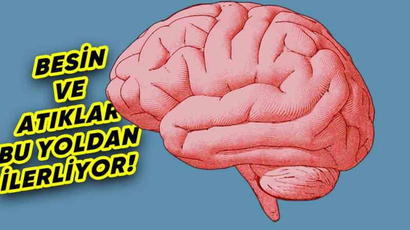 İnsan Beynindeki "Kanalizasyon Sistemi" İlk Kez Görüntülendi