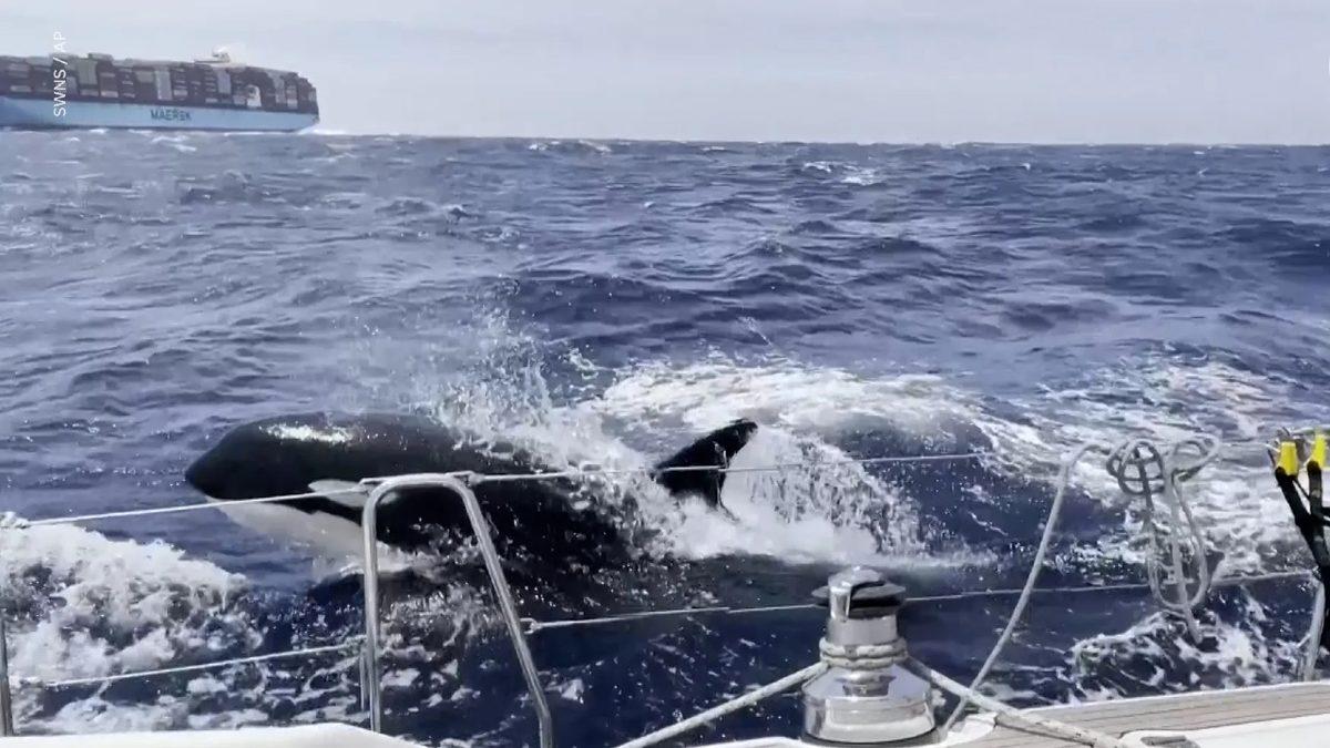 Katil Balinaların Son Zamanlarda Teknelere Saldırmasının Ardındaki Şaşırtıcı Motivasyon: Bir Şeyin İntikamını Alıyorlar!