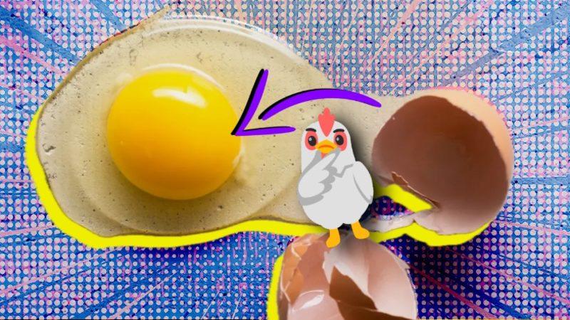 Yumurtanın Sarısı Tam Olarak Ne? Sahiden de Gelişmemiş Embriyo Olabilir mi?