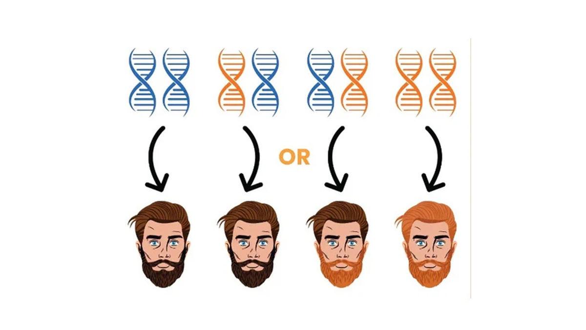 Sakalınız Saçınızdan Farklı Renkteyse Sebebi Ne Olabilir? Mesela Ailenizde Kızıl Yoksa Sakalınız Nasıl Kızıl Oluyor?