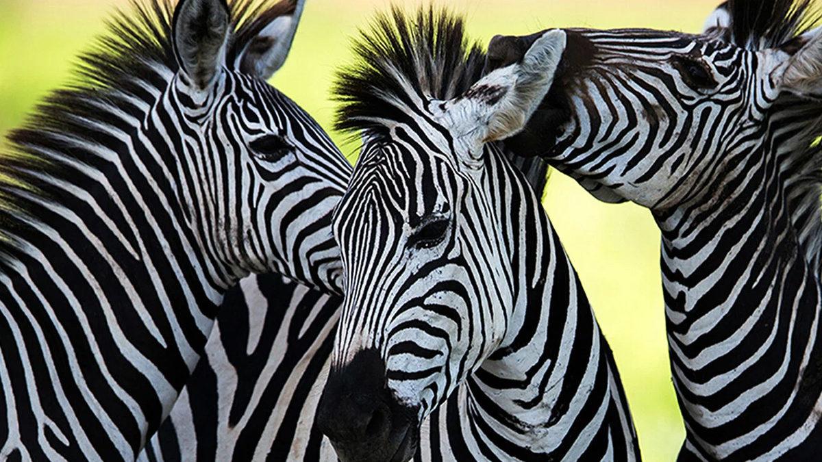 Zebralar Siyah Üzerine Beyaz Çizgili mi Yoksa Beyaz Üzerine Siyah Çizgili mi? Derileri Aslında Ne Renk?
