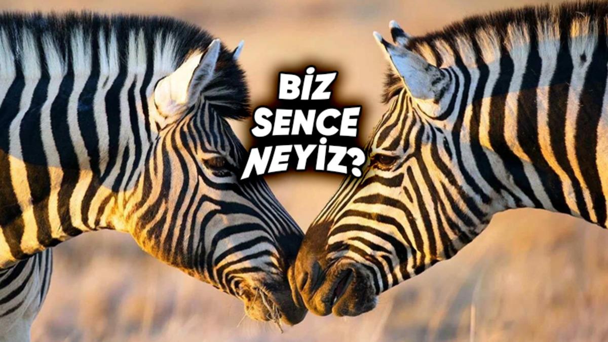 Zebralar Siyah Üzerine Beyaz Çizgili mi Yoksa Beyaz Üzerine Siyah Çizgili mi? Derileri Aslında Ne Renk?