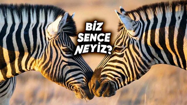 Zebralar Siyah Üzerine Beyaz Çizgili mi Yoksa Beyaz Üzerine Siyah Çizgili mi? Derileri Aslında Ne Renk?