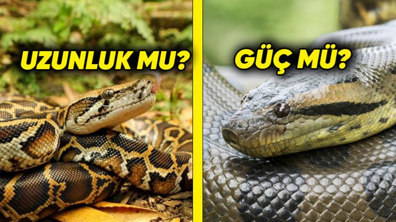 Dev Yılanların Düellosu: Pitonlar mı Daha Büyük, Anakondalar mı? (Boyutlar Korkutucu)