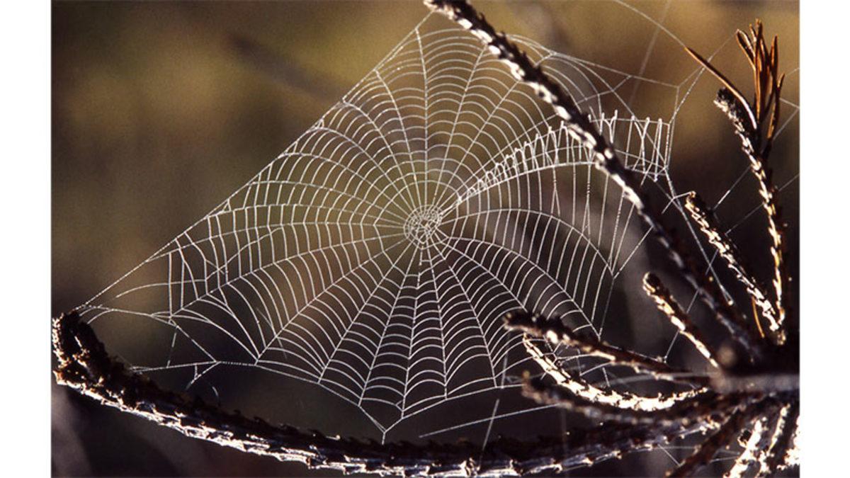 Bilime Göre Kronik Yaraların Tedavisinde Bundan Sonra 