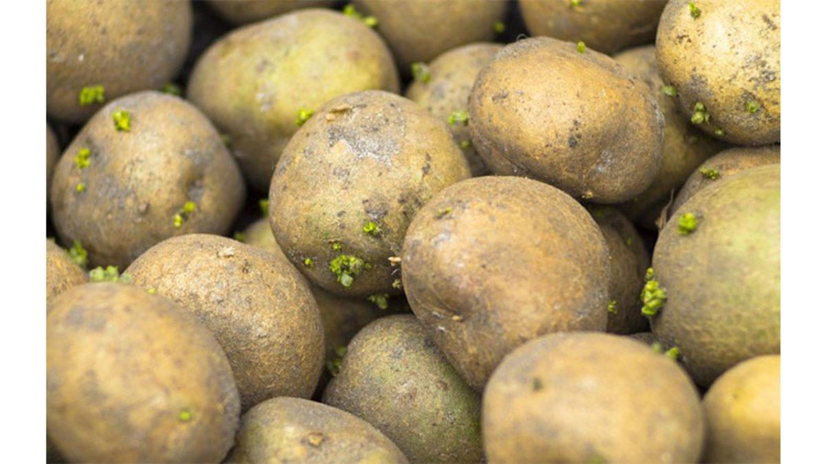 Hepimizin Severek Tükettiği 