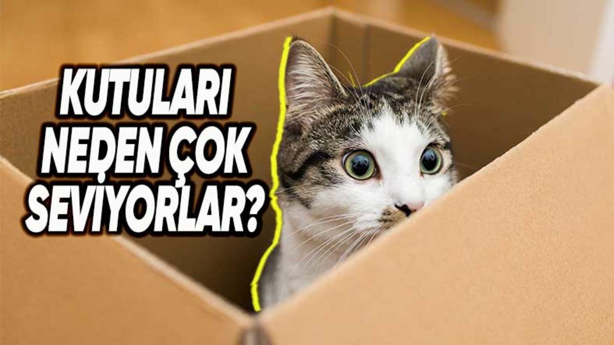 Kediler Her Gördükleri Kutuya Girmeyi Neden Bu Kadar Çok Sever?
