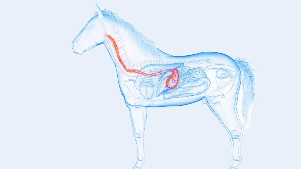 Atların, Zehirli Bir Madde veya Hiç Olmadık Bir Yiyecek Tükettiklerinde Bile Kusamamalarının Ardındaki Tahmin Edilmesi Güç Sebepler