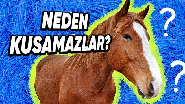 Atların, Zehirli Bir Madde veya Hiç Olmadık Bir Yiyecek Tükettiklerinde Bile Kusamamalarının Ardındaki Tahmin Edilmesi Güç Sebepler