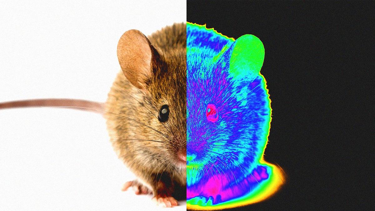 Ya Gözlerimiz Işığın Tüm Dalga Boylarını Görebilseydi? Beynimizin Error Vereceği Kesin!