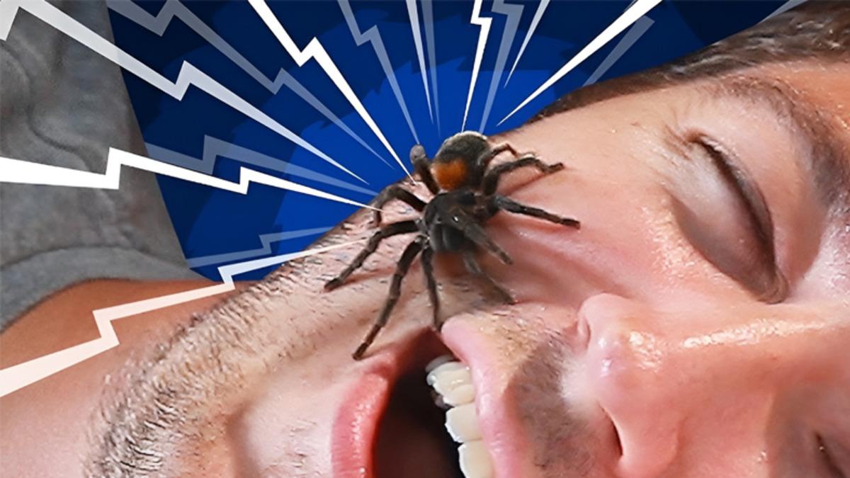 Tüyler Diken Diken: Uyku Sırasında Her Yıl Ortalama 8 Böcek Yuttuğumuz İddiasının Gerçeklik Payı Var mı?