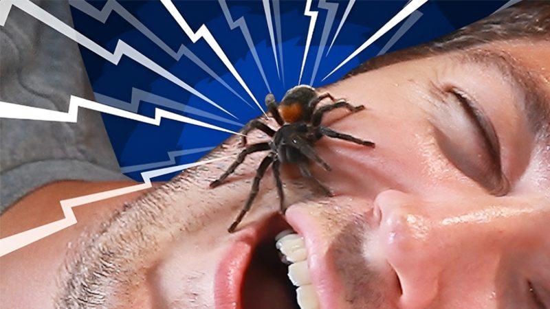 Tüyler Diken Diken: Uyku Sırasında Her Yıl Ortalama 8 Böcek Yuttuğumuz İddiasının Gerçeklik Payı Var mı?