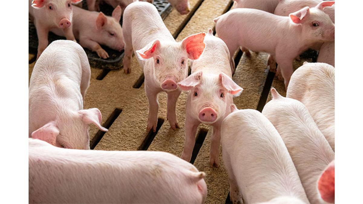 Bir Garip Vergi Daha: Osmanlı Devleti’nde Domuzlardan Neden 